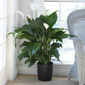 PLANTE SPATHIPHYLLIUM LYS DE LA PAIX
